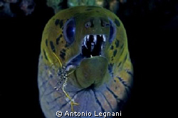 . by Antonio Legnani 